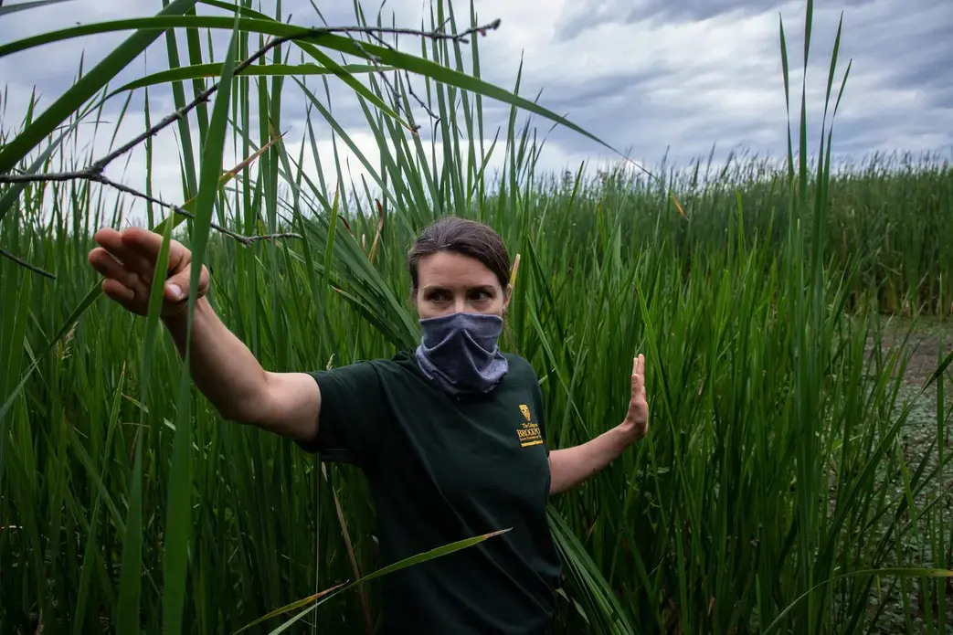 Rachel Schultz, associate professor of wetland science at SUNY Brockport, looks at an invasive cattail species as she visits sites of her wetlands research project on Lake Ontario at Braddock Bay in Greece, New York, on July 29, 2020. She researches how Lake Ontario’s coastal wetlands have been affected by the water level fluctuations. Image by Zbigniew Bzdak / Chicago Tribune. United States, 2020. Rachel Schultz, associate professor of wetland science at SUNY Brockport, looks at an invasive cattail species as she visits sites of her wetlands research project on Lake Ontario at Braddock Bay in Greece, New York, on July 29, 2020. She researches how Lake Ontario’s coastal wetlands have been affected by the water level fluctuations. Image by Zbigniew Bzdak / Chicago Tribune. United States, 2020.