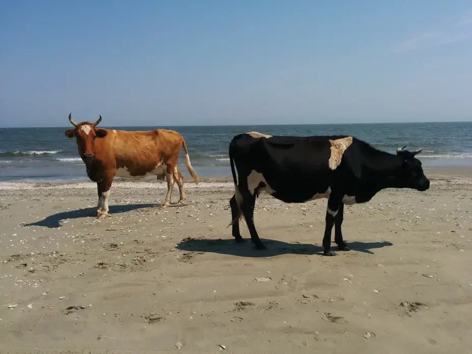 Image by Dimiter Kenarov. Black Sea, 2014. Media file: img_20140807_133001.jpg