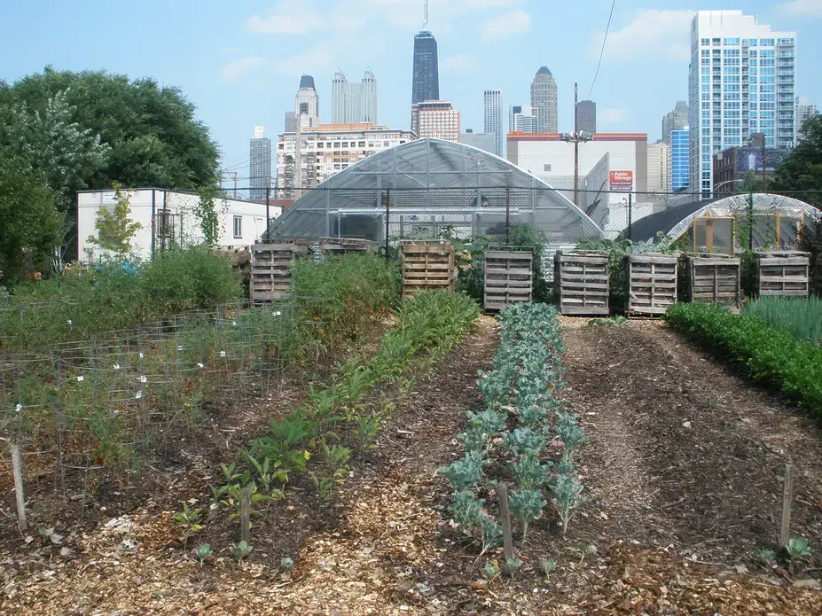 Vegetables grow in the shadow of the city’s iconic skyline at Chicago Lights Urban Farm, where hoop dreams have given way to hoop houses. Image by Roger Thurow. Chicago, 2013. Media file: 2013-08-21_22.23.49.jpg