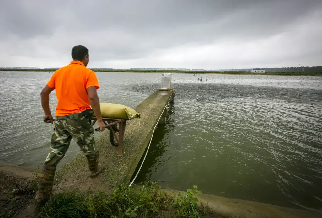 Image by Rodney White. China, 2014. Media file: defengshanghaifarmsmon090120141454.jpg