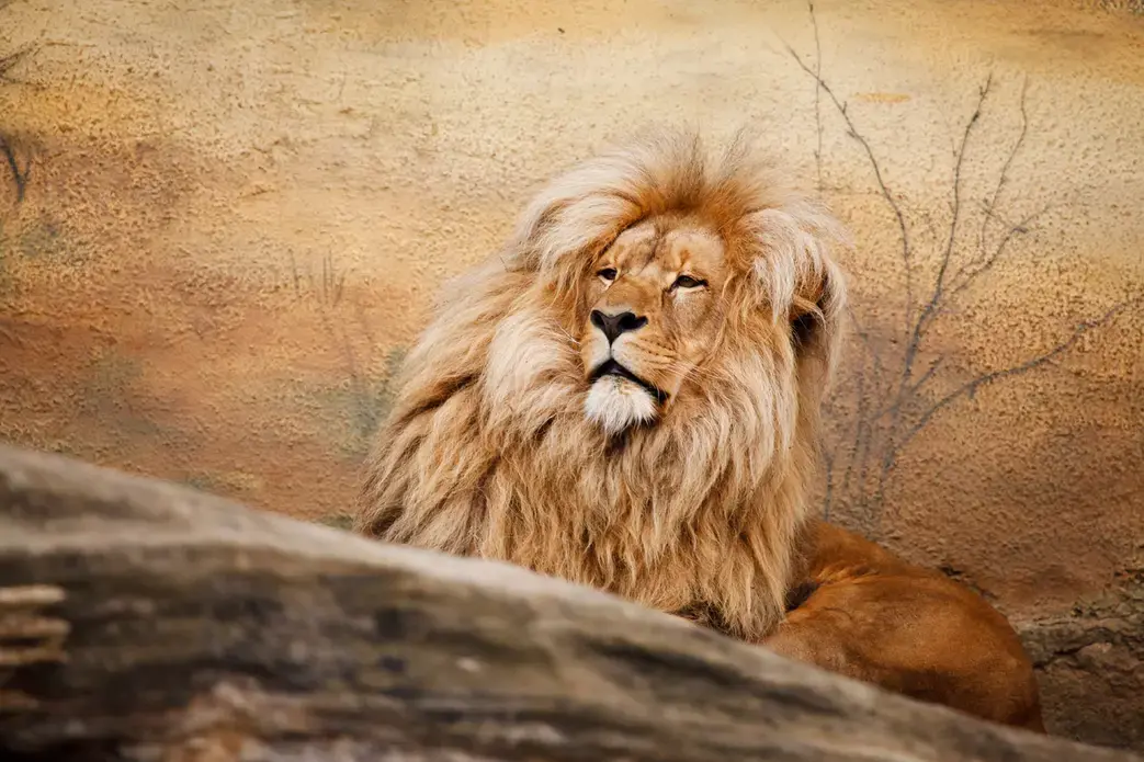 African lion via public domain.