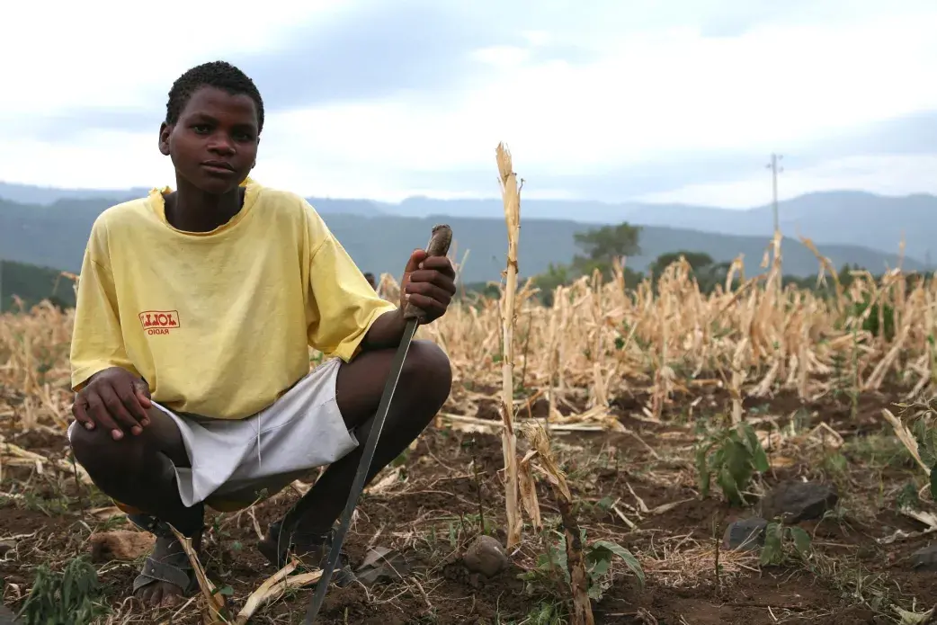 A boy in a dried maize field. Image by Kimberly Flowers USAID via public domain. Ethiopia.