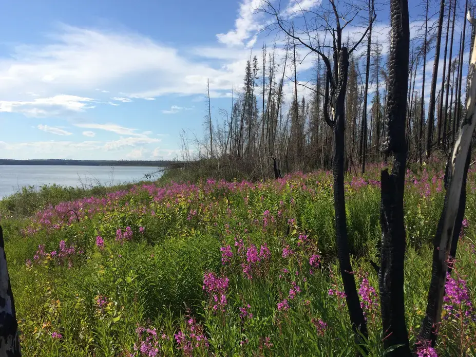 Wildflowers cover the scars of a forest fire near Jean Marie River, NWT. Image by Brian Castner. Canada, 2016. Wildflowers cover the scars of a forest fire near Jean Marie River, NWT. Image by Brian Castner. Canada, 2016.