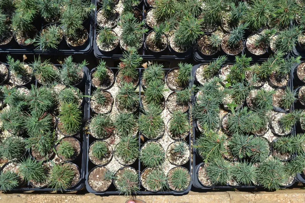 Cedar seedlings in the nursery of the Friends of the Cedar Forest Committee. Image by Catherine Cartier. Lebanon, 2019.