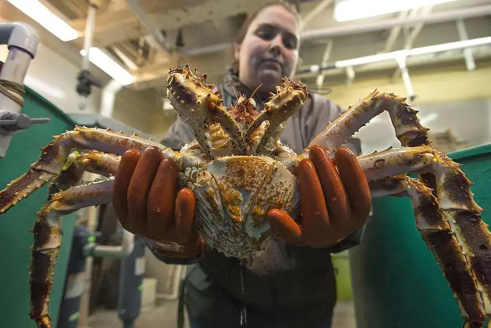 Graduate student Asia Beder holds a mature red king crab pulled from a tank at the Alutiiq Pride Shellfish Hatchery in Seward, Alaska. New research suggests ocean acidification poses a significant threat to Alaska’s famed red king crab industry. Image by Steve Ringman. Alaska, 2013. Media file: 5b03b9320ad875985cab5f47b7d78b16.jpg