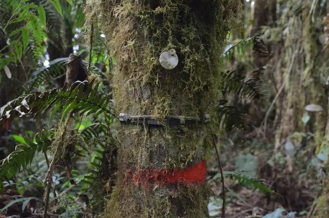 In the Amazon basin of the southern Peruvian Andes, trees in a series of high-elevation research plots are marked and measured to gauge the impact of rising temperatures. Image by Justin Catanoso. Peru, 2013. Media file: dsc_0409.jpg