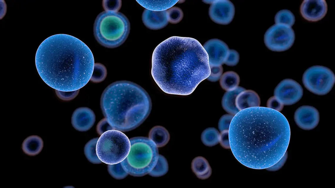 T cells attacking cancer cells. Illustration by Giovanni Cancemi / Shutterstock.