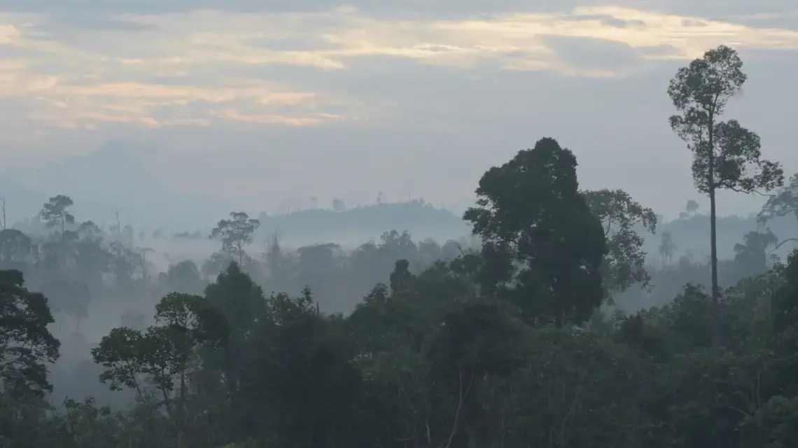 Early morning view of a primary growth forest in East Kalimantan, Borneo. Image by Kent Wagner. Indonesia, 2016. Early morning view of a primary growth forest in East Kalimantan, Borneo. Image by Kent Wagner. Indonesia, 2016.