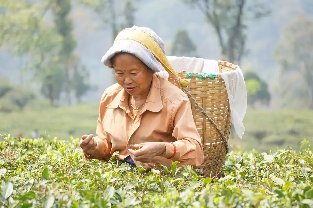 Traditionally, women of Nepalese origin do tea plucking in Darjeeling district. Image by Esha Chhabra. India, 2017. Traditionally, women of Nepalese origin do tea plucking in Darjeeling district. Image by Esha Chhabra. India, 2017.