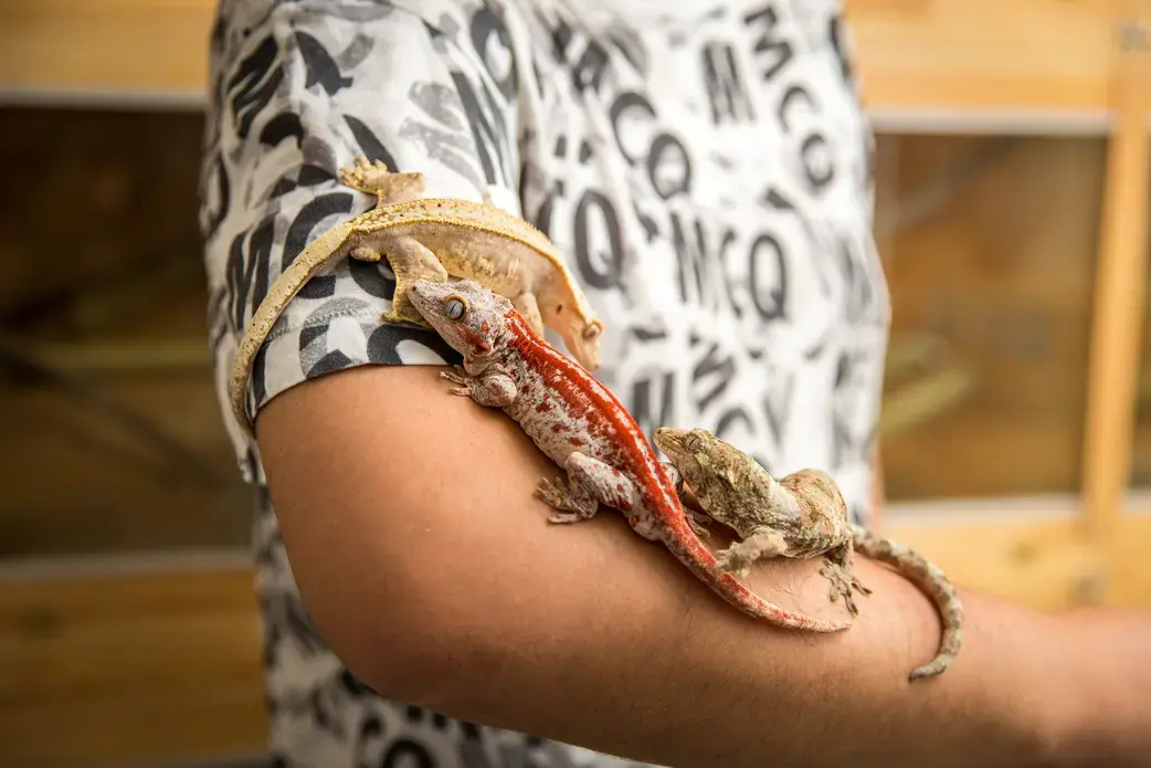 Wang Ke, 30, in his breeding farm with a red striped gargoyle gecko (Rhacodactylus auriculatus), a pinstripe crested gecko, and a mossy New Caledonian gecko (Mniarogekko chahoua). These geckos are only found in the forests of New Caledonia in the South Pacific with many listed as vulnerable due to pressures from human activities including logging, wildfires and forest clearance, and wildlife trafficking. Image by Sean Gallagher. China, 2017. Wang Ke, 30, in his breeding farm with a red striped gargoyle gecko (Rhacodactylus auriculatus), a pinstripe crested gecko, and a mossy New Caledonian gecko (Mniarogekko chahoua). These geckos are only found in the forests of New Caledonia in the South Pacific with many listed as vulnerable due to pressures from human activities including logging, wildfires and forest clearance, and wildlife trafficking. Image by Sean Gallagher. China, 2017.