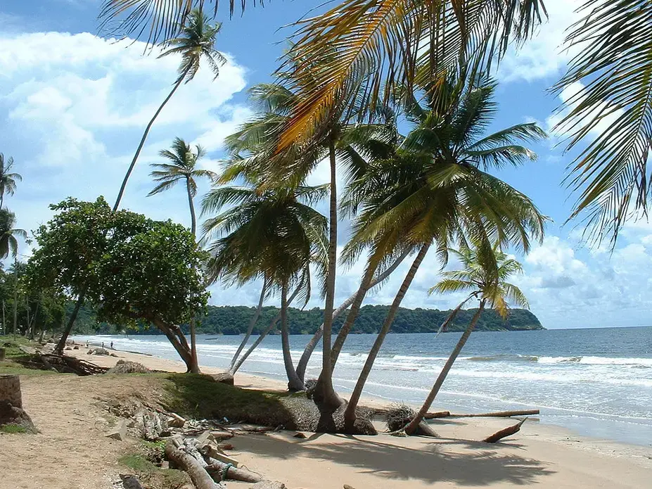 caribbeansnap.jpg Media file: caribbeansnap.jpg