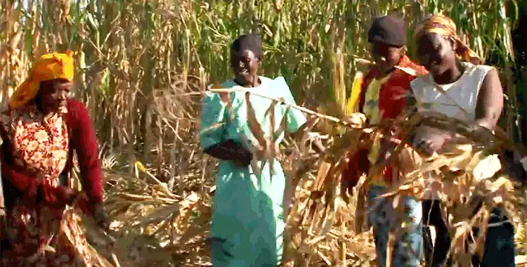 farming_leonida.gif Media file: farming_leonida.gif
