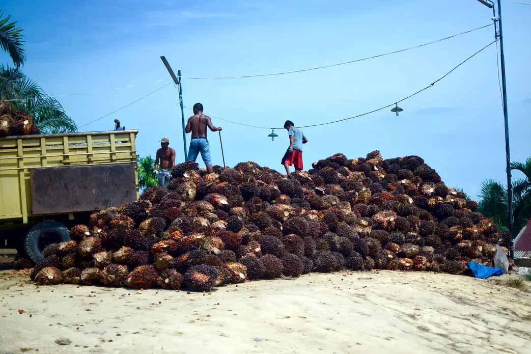Can Palm Oil Ever Be Grown Sustainably? | Pulitzer Center