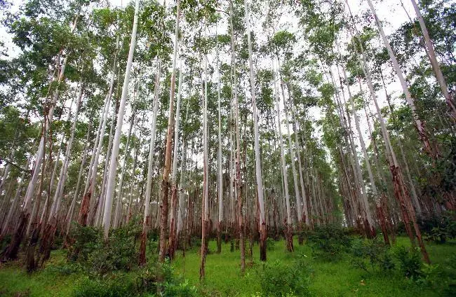 "Paper Cuts" reporting on the paper industry in China and Wisconsin received two nominations for regional Emmy awards. Here, eucalyptus trees at the He She Luoye plantation in Hainan province, China, measure 80 feet tall at 10 years old. Image by Mike De Sisti. China, 2012. Media file: papercuts2.jpg