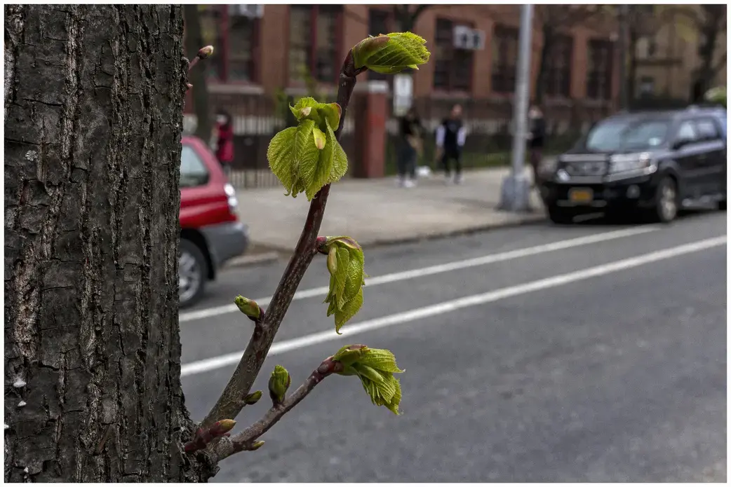 Persistence. Image by Rene Sing Brooks. United States, 2020.