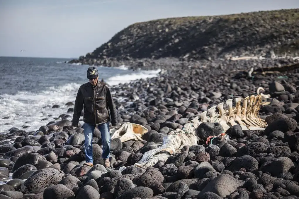 Delbert Pungowiyi heads back from the cliffs, where he and other Savoonga villagers have seen fewer sea birds. He’s walking past the skeleton of a minke whale on a beach that once had much more sand. As winter sea ice has receded, open-water storms increase erosion. Image by Steve Ringman. United States, 2019. Delbert Pungowiyi heads back from the cliffs, where he and other Savoonga villagers have seen fewer sea birds. He’s walking past the skeleton of a minke whale on a beach that once had much more sand. As winter sea ice has receded, open-water storms increase erosion. Image by Steve Ringman. United States, 2019.