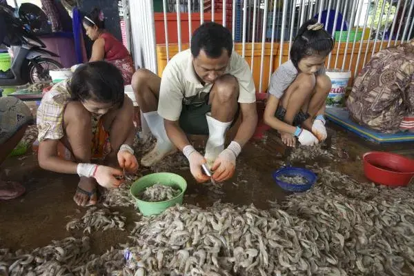 A family sorts shrimp at an open-air distribution center in Mahachai, the capital of Thailand’s Samut Sakhon province. Labor abuse is most common in unregistered peeling sheds that line area backroads. Image by Jason Motlagh. Thailand, 2012. Media file: img_7572_0.jpg