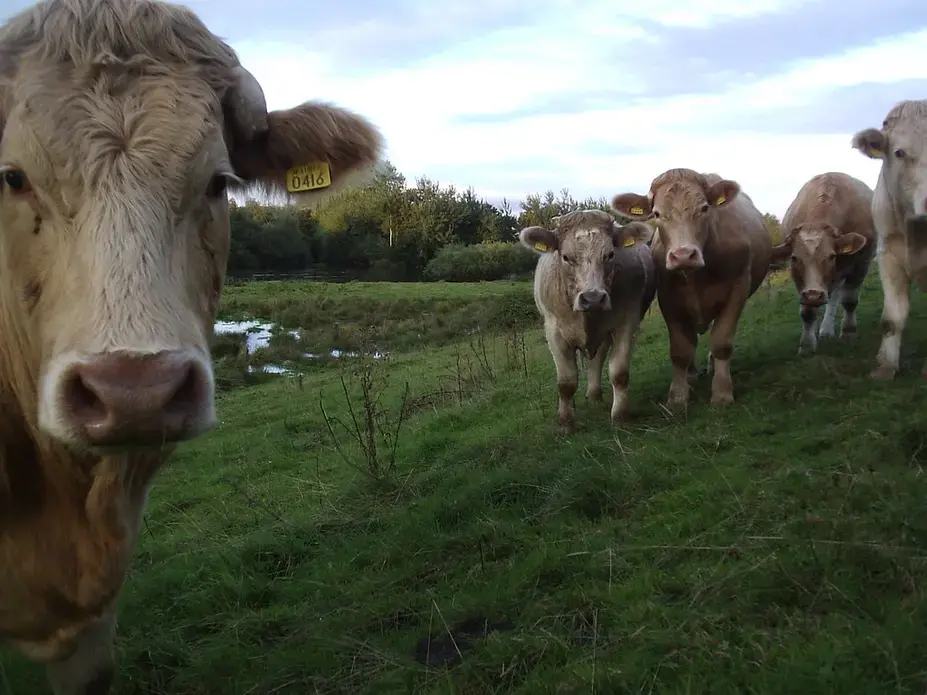 Cows grazing on a grassy field. Image courtesy of Flickr Creative Commons. Cows grazing on a grassy field. Image courtesy of Flickr Creative Commons.