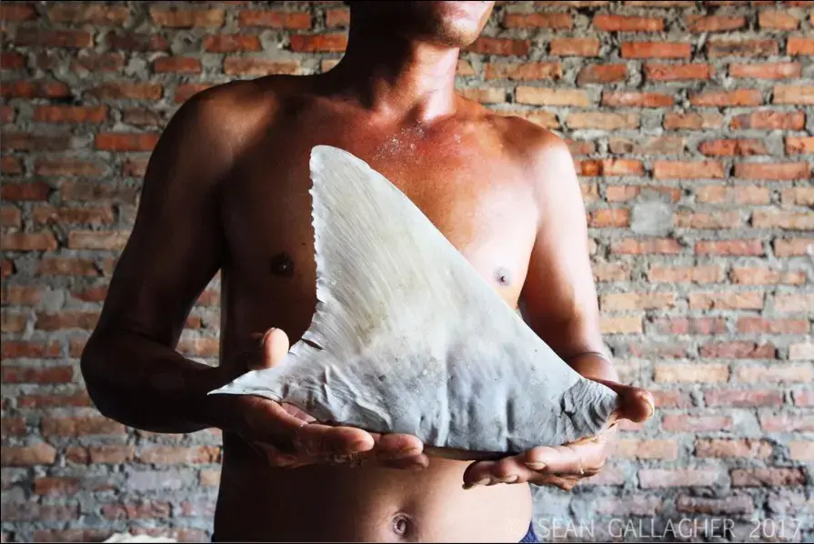 A fisherman holds up a shark fin in a market in the Indonesian capital of Jakarta. According to The Guardian newspaper, “Indonesia catches on average 109,000 tonnes of shark per year, giving it the dubious distinction of being the world’s biggest shark fishery.” Unregulated trade in the fishing industry in this region of the world is pushing many species to the brink of extinction. Science Daily reports, "About half of the world's 1,200 species of sharks and rays are listed as threatened by the…