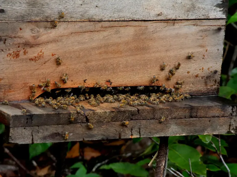 Uma colmeia de abelhas em Eunapolis, Bahia. Imagem de Joa Souza/Shutterstock. Brasil, 2010.