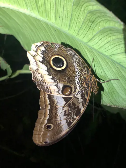 Owl moth, taken on night walk in Puerto Quito, Ecuador. Image by Ayanna Dickinson. Ecuador, 2019.