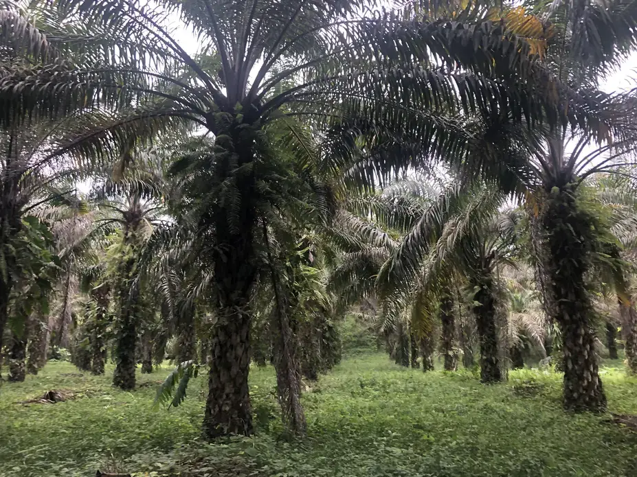 African palm plantation. Image by Ayanna Dickinson. Ecuador, 2019. African palm plantation. Image by Ayanna Dickinson. Ecuador, 2019.
