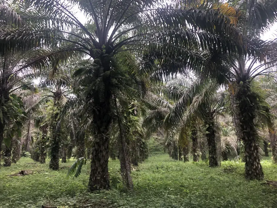 African palm plantation. Image by Ayanna Dickinson. Ecuador, 2019.