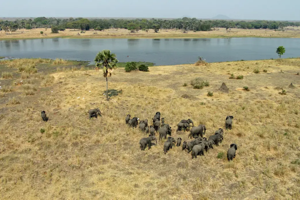 A herd of elephants at Liwonde National Park. Image by Rachel Nuwer. Malawi, 2016. Media file: without_wildlife.jpg