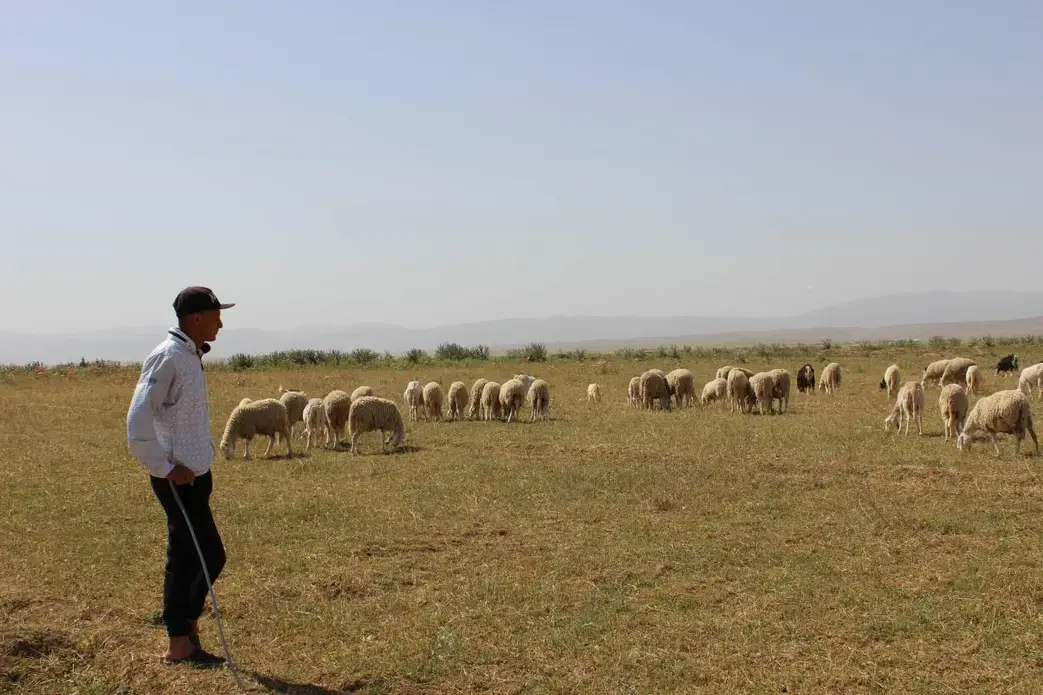Abdel Hak Ghodbane herds sheep on his family's farm outside Chemora, Algeria, May 22, 2016. Image by Yasmin Bendaas. Algeria, 2016. Abdel Hak Ghodbane herds sheep on his family's farm outside Chemora, Algeria, May 22, 2016. Image by Yasmin Bendaas. Algeria, 2016.