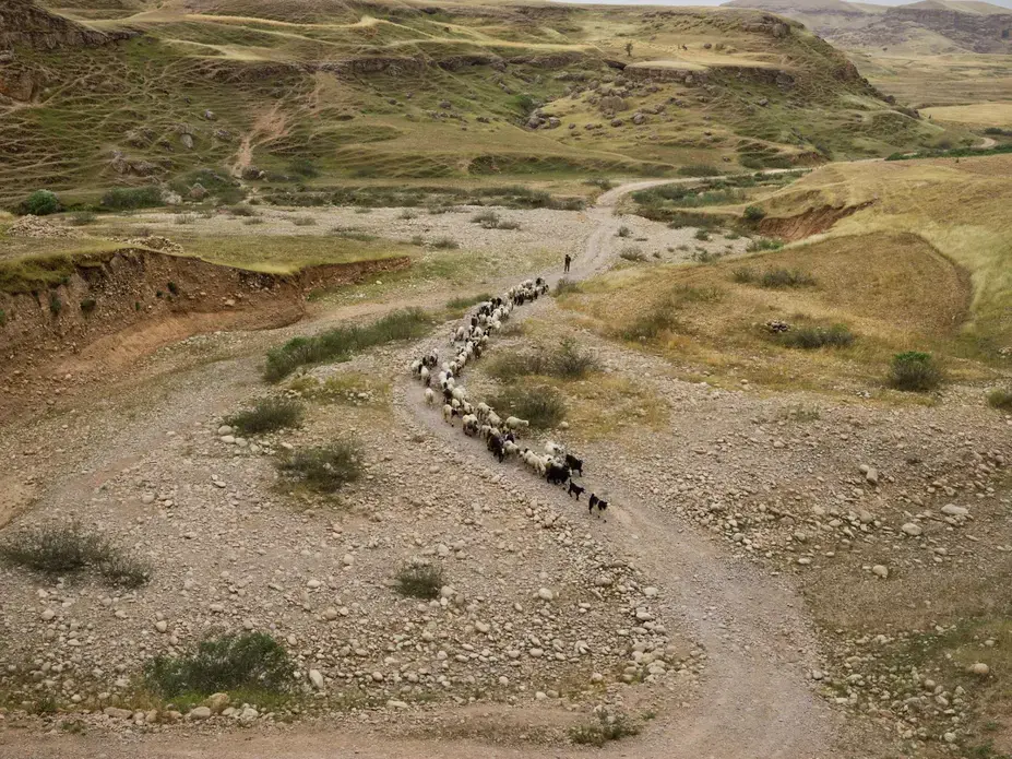 Drought in Sikvand village in Khuzestan Province has forced shepherds to move their flocks in search of grassland. Many nomadic families are seeking a way of life that will allow their children to go to school. Image by Newsha Tavakolian. Iran, 2018. Drought in Sikvand village in Khuzestan Province has forced shepherds to move their flocks in search of grassland. Many nomadic families are seeking a way of life that will allow their children to go to school. Image by Newsha Tavakolian. Iran, 2018.