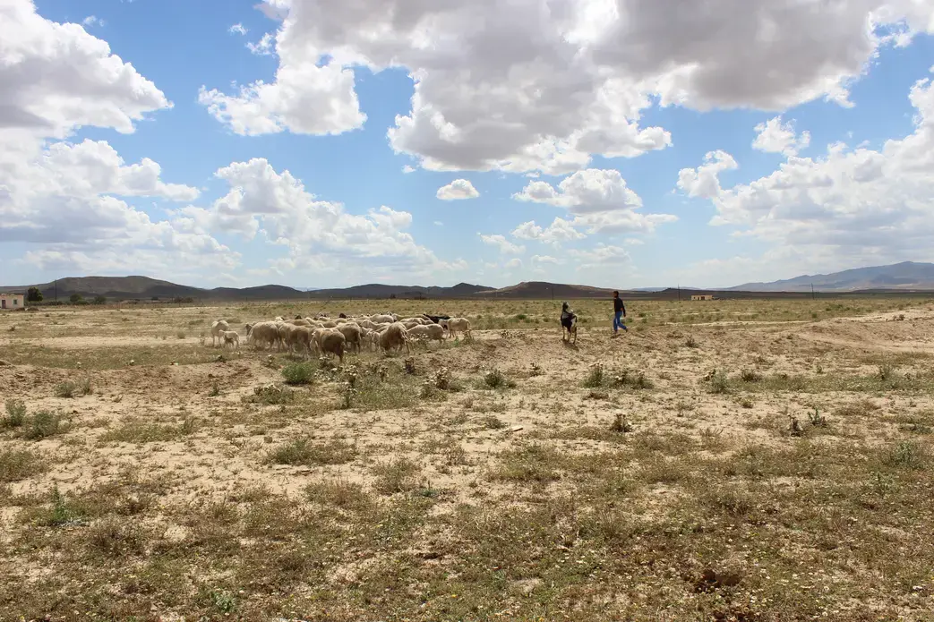 Yousef Chergui herds on his uncle's land in the drying countryside of Algeria's Aurès Mountain region. Image by Yasmin Bendaas, Algeria 2016.