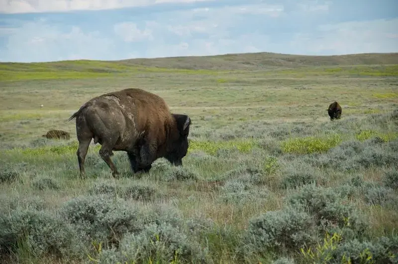 A herd of bison roam on lands owned by the American Prairie Reserve, a sprawling wildlife reserve in northeastern Montana. Image by Nate Hegyi. United States, 2019. A herd of bison roam on lands owned by the American Prairie Reserve, a sprawling wildlife reserve in northeastern Montana. Image by Nate Hegyi. United States, 2019.
