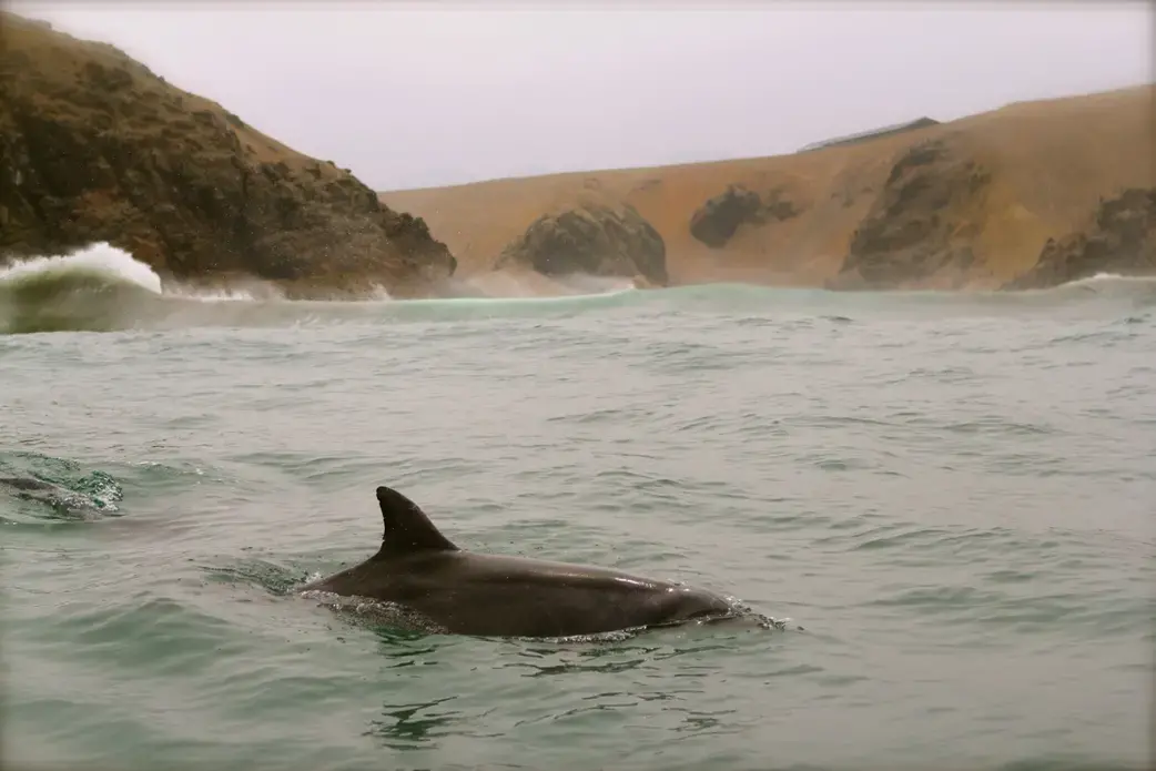 bottlenosedolphinlima.jpg Media file: bottlenosedolphinlima.jpg