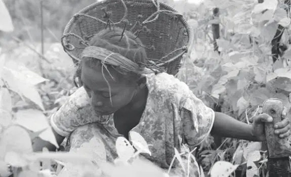 "Seeds of Hope" is one of two documentaries produced by Pulitzer Center grantees screening at the Human Rights Spotlight in St. Louis. Media file: seedsofhope_0.jpg