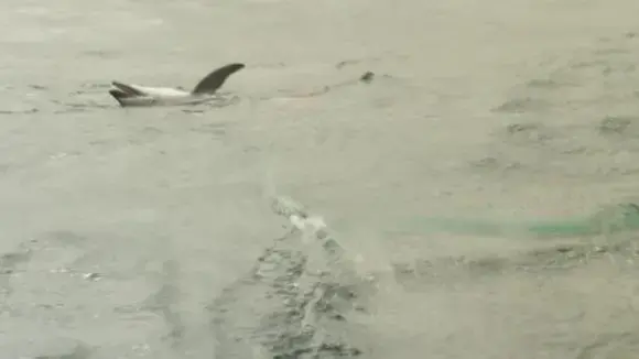 The dolphin is pulled into the boat, once caught by the harpoon. Image by Jim Wickens/Ecostorm/ITV News. Peru, 2013. Media file: wickens2.jpg