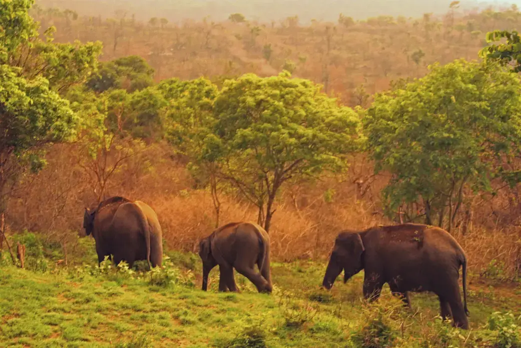 Asian elephants numbers are much more endangered than their African cousins and number as few as 40,000, predominately due to habitat loss and conflict with people. Image by Rachel Nuwer. India, 2019. Asian elephants numbers are much more endangered than their African cousins and number as few as 40,000, predominately due to habitat loss and conflict with people. Image by Rachel Nuwer. India, 2019.