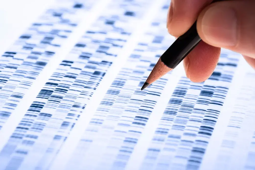 Scientist analyzes DNA gel used in genetics, forensics, drug discovery, biology and medicine. Image by Shutterstock. Scientist analyzes DNA gel used in genetics, forensics, drug discovery, biology and medicine. Image by Shutterstock.