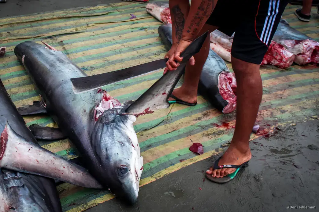 Hundreds of shark carcasses are offloaded daily and processed for their fins on a beach in Manta. Image by Sarah Blaskey. Ecuador, 2017.