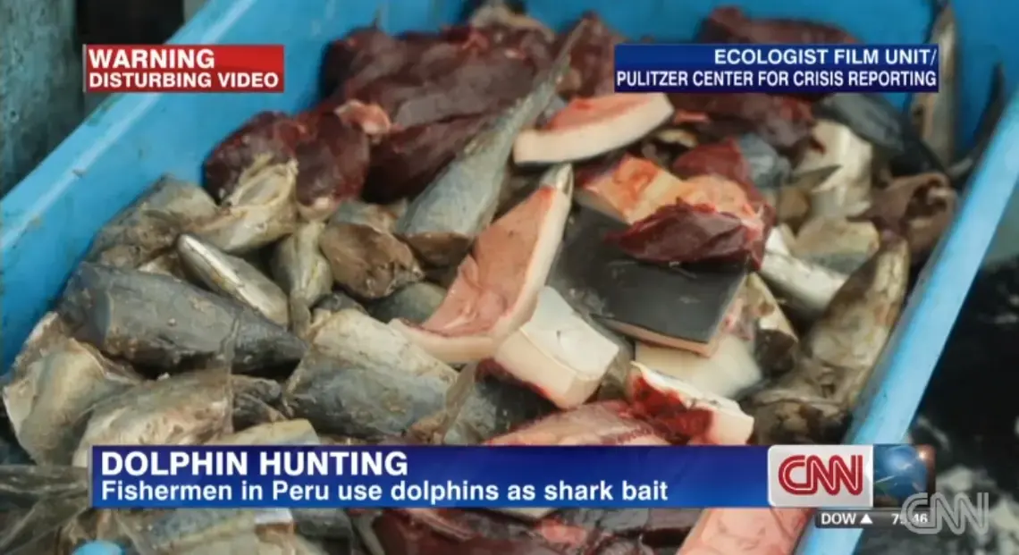 Screenshot from CNN broadcast. Media file: dolphin_meat.jpg