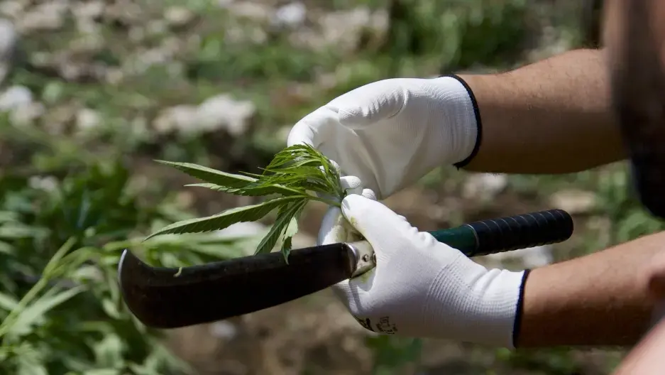 An Albanian state police officer holds a piece of freshly cut cannabis near the town of Kruja. Most of the pot produced in Albania is grown outdoors, on public land. Growers take advantage of the country’s Mediterranean climate and mountainous terrain. Image by Nate Tabak. Albania. An Albanian state police officer holds a piece of freshly cut cannabis near the town of Kruja. Most of the pot produced in Albania is grown outdoors, on public land. Growers take advantage of the country’s Mediterranean climate and mountainous terrain. Image by Nate Tabak. Albania.