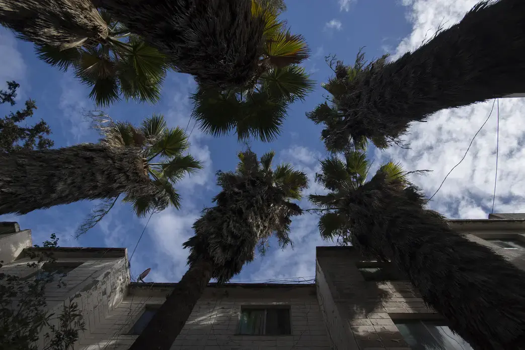 Palm trees grow as blue sky is seen between the clouds at Ramon Flores' Tijuana apartment complex Friday, Nov. 29, 2019. The steep, dry terrain and the tropical vegetation create a sharp contrast from the rainy weather and pine trees of the Pacific Northwest. Image by Amanda Cowan. Mexico, 2019.