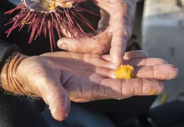 Steele cracks open an urchin and shows off the edible portion inside. Scientists recently found that urchins appear to have some capacity to adapt to acidification, but it’s not clear how much that work will apply to other plants and animals. Image by Steve Ringman. United States, 2013. Media file: fe6dcc9f1ca02f216d49a966526ed9ea.jpg