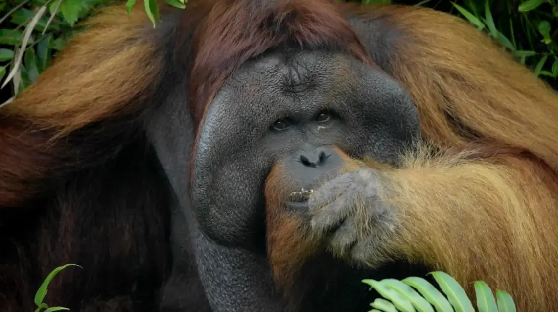 Wildlife in Borneo's rainforests face the same challenges as its indigenous people, the Dayak. Screenshot from Kent Wagner's "Mist and Mystery: The Dayak". Indonesia, 2016.