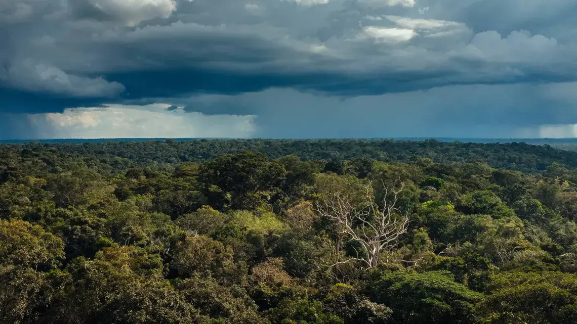Brazil holds one-third of the world’s remaining tropical rainforest and until recently it absorbed as much CO2 pollution every year as the amount produced by all the cars on the planet. Now scientists fear that deforestation and climate change are pushing the forest to a tipping point beyond which it will actually release more CO2 into the atmosphere than it captures. Image by Sam Eaton. Brazil, 2018. Brazil holds one-third of the world’s remaining tropical rainforest and until recently it absorbed as much CO2 pollution every year as the amount produced by all the cars on the planet. Now scientists fear that deforestation and climate change are pushing the forest to a tipping point beyond which it will actually release more CO2 into the atmosphere than it captures. Image by Sam Eaton. Brazil, 2018.