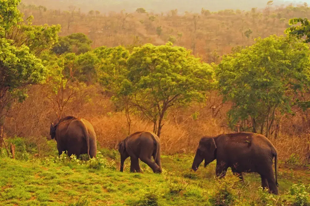 Asian elephants numbers are much more endangered than their African cousins and number as few as 40,000, predominantly due to habitat loss and conflict with people. Image by Rachel Nuwer. India, 2019. Asian elephants numbers are much more endangered than their African cousins and number as few as 40,000, predominantly due to habitat loss and conflict with people. Image by Rachel Nuwer. India, 2019.