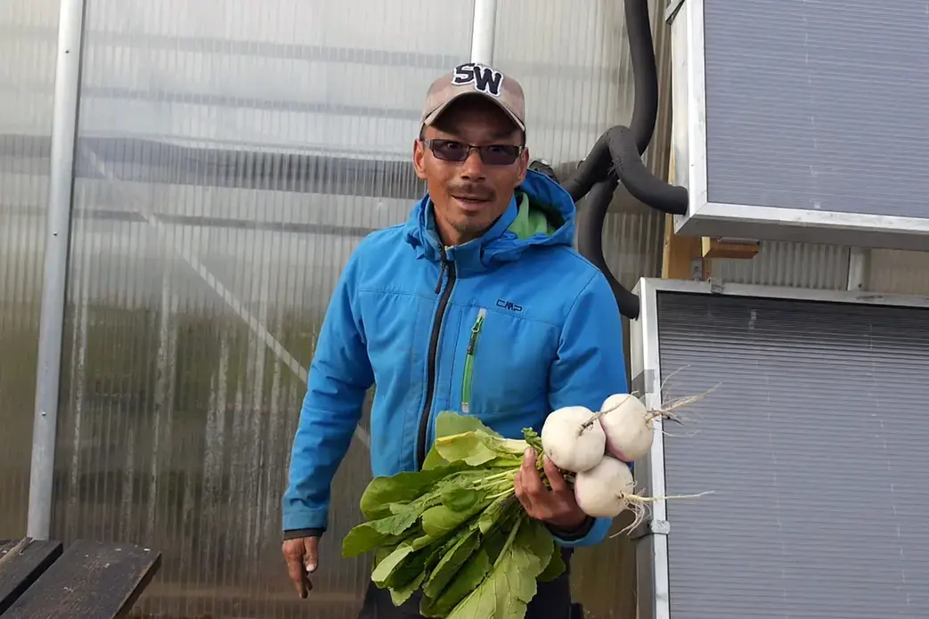 Efa Poulsen grows turnips, potatoes and other vegetables on the Upernaviarsuk farm in southern Greenland. Image by Eli Kintisch. Greeland 2016.