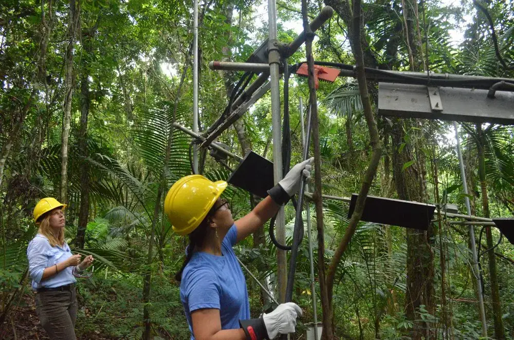 Tana Wood and Aura Alonso-Rodriguez clear leaves off warming plot's heaters . Image by by Daniel Grossman. Puerto Rico, 2016.