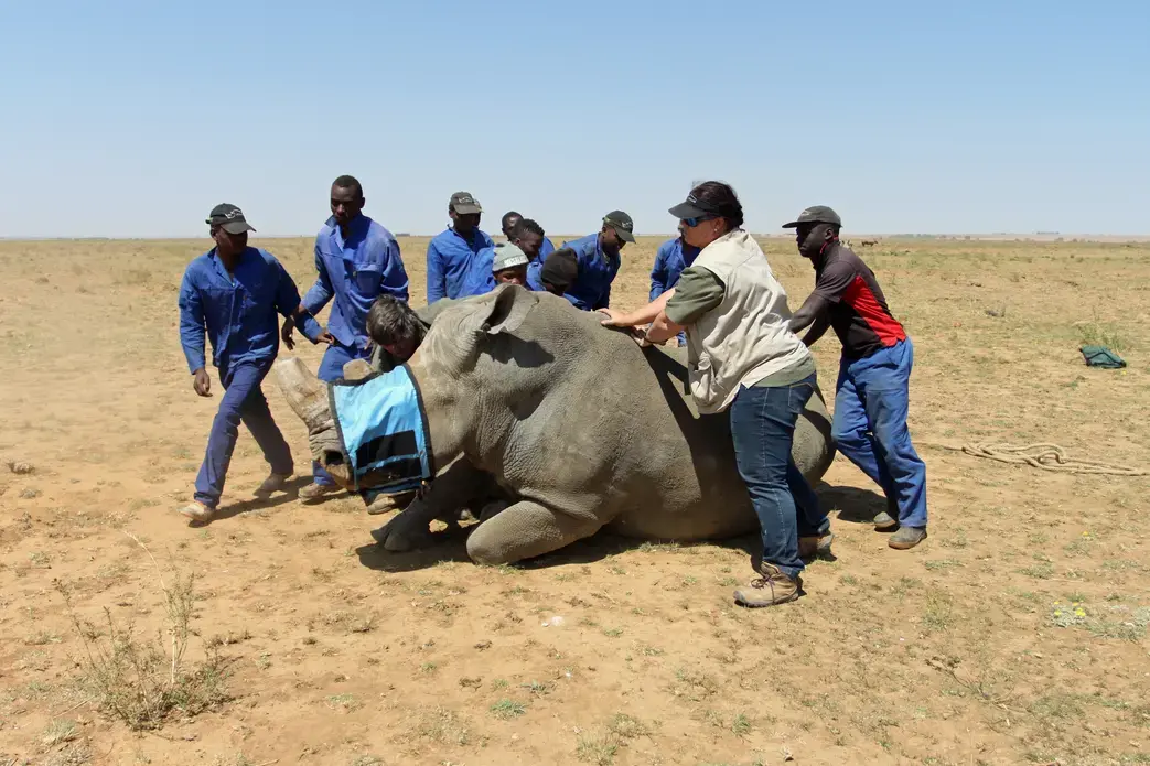 Workers at John Hume's rhino ranch prepare to remove the horn of a rhino. Image by Rachel Nuwer. South Africa, 2016. Workers at John Hume's rhino ranch prepare to remove the horn of a rhino. Image by Rachel Nuwer. South Africa, 2016.