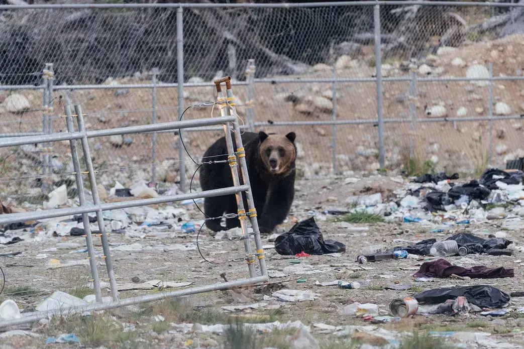 Image by Jimmy Thomson. Canada, 2020. Image by Jimmy Thomson. Canada, 2020.