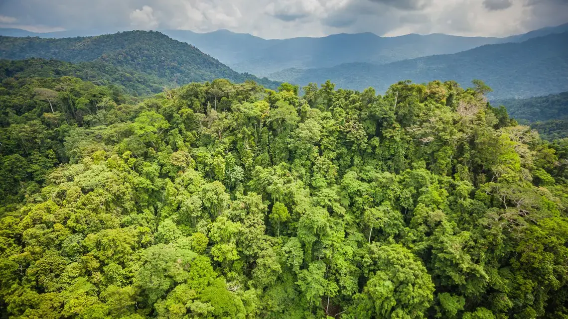 Image courtesy of Pacific Forest Alliance. Papua New Guinea, 2015. Media file: 1440.jpg